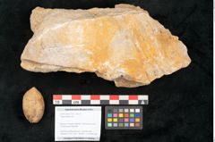 Foto (Objekt + Etikett) von Trigonocarpus sp.  (NHMW-GEO-2024-0188-11160)